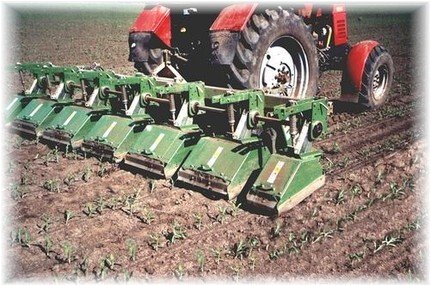 FRAISE maraîchère - Fraise Inter-lignes - RA S2